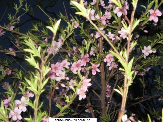 parce que j'aime les fleurs... nu-i asa sunt superbi? Fluturas