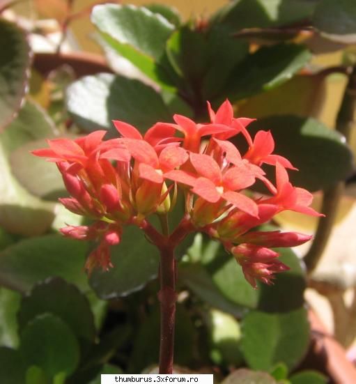parce que j'aime les fleurs... asta scumpica Fluturas