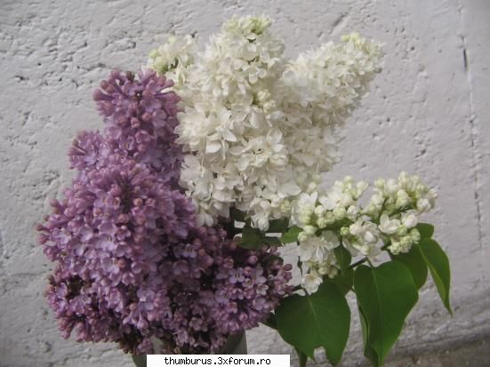 parce que j'aime les fleurs... inca una Fluturas