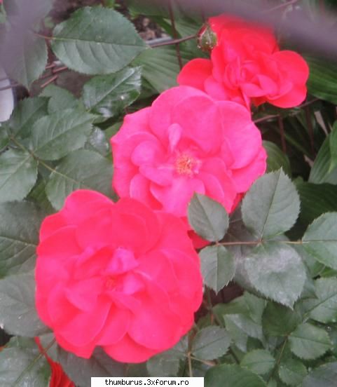 parce que j'aime les fleurs... aici Fluturas