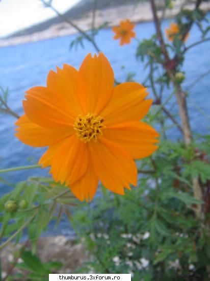 parce que j'aime les fleurs... ... Fluturas