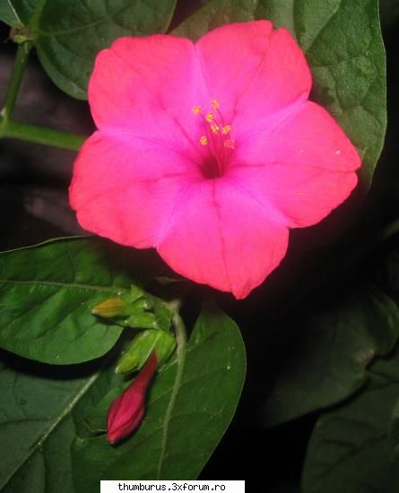 parce que j'aime les fleurs... ... Fluturas