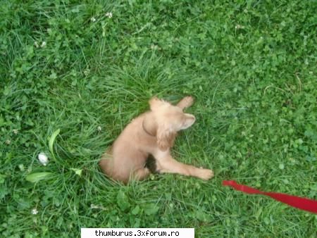 Animalutele noastre - hihi frumos ca e asa mai nebunatic :P catelul meu - Viata noastra cea de toate zilele