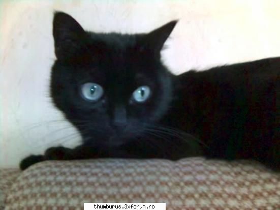 Animalutele noastre - i luv my cat :D - Viata noastra cea de toate zilele