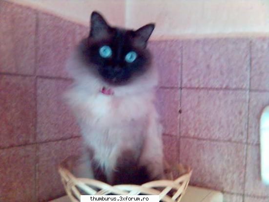 Animalutele noastre - ultima - e baiat si il cheama tomy :D - Viata noastra cea de toate zilele