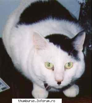 Cat Hitler - Sa fiu cat mai pe scurt Intrati AICI - Poze
