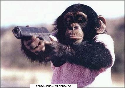 Holy Shit - never give a glock to a monkey - Poze