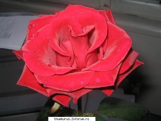 Parce que j'aime les fleurs... - RoxanaG - Galerie Foto