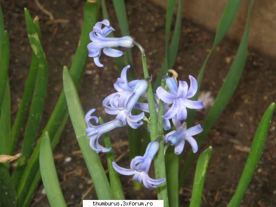Parce que j'aime les fleurs... - eee au iesit si zambilele - Galerie Foto