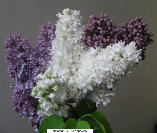 Parce que j'aime les fleurs... - a inflorit liliacul :d - Galerie Foto