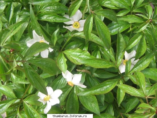 Parce que j'aime les fleurs... - stai sa mai vezi - Galerie Foto