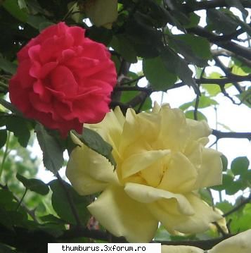 Parce que j'aime les fleurs... - RoxanaG - Galerie Foto