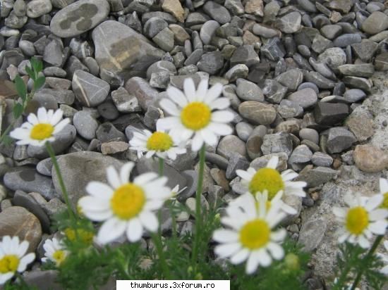 Parce que j'aime les fleurs... - sunt fara cuvinte - Galerie Foto