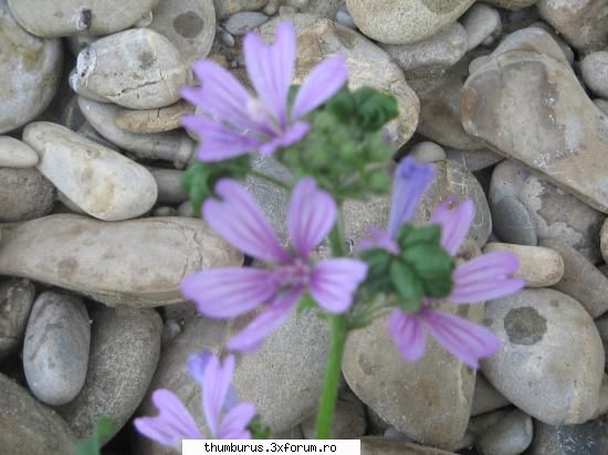Parce que j'aime les fleurs... - RoxanaG - Galerie Foto