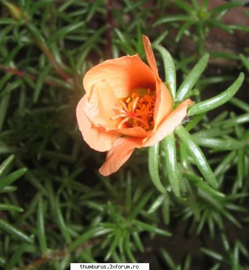 Parce que j'aime les fleurs... - una mica si simpatica - Galerie Foto