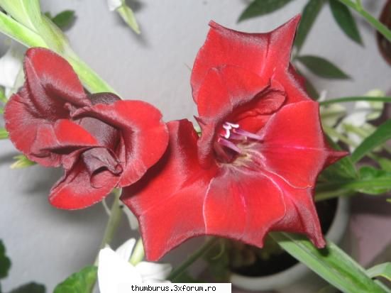 Parce que j'aime les fleurs... - RoxanaG - Galerie Foto