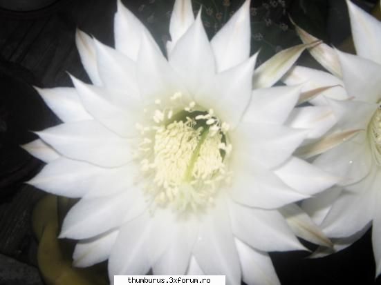 Parce que j'aime les fleurs... - RoxanaG - Galerie Foto