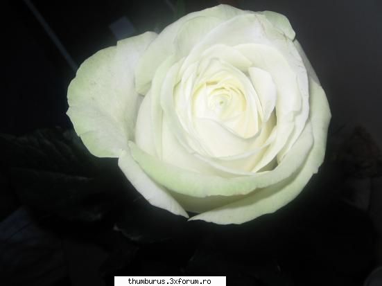 Parce que j'aime les fleurs... - RoxanaG - Galerie Foto