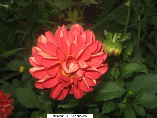 Parce que j'aime les fleurs... - RoxanaG - Galerie Foto