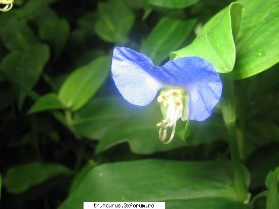 Parce que j'aime les fleurs... - RoxanaG - Galerie Foto