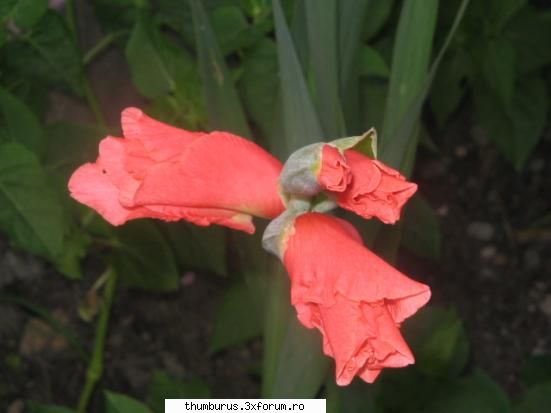 Parce que j'aime les fleurs... - RoxanaG - Galerie Foto