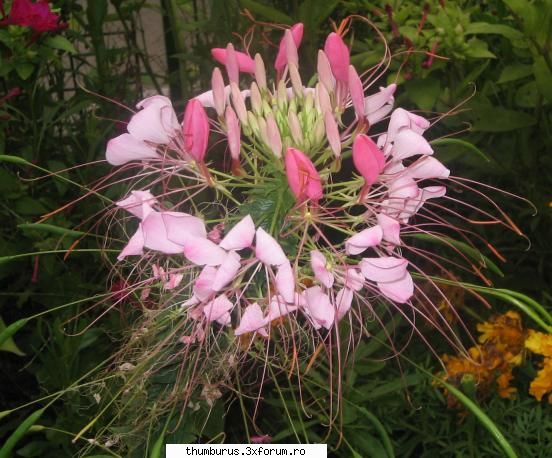 Parce que j'aime les fleurs... - RoxanaG - Galerie Foto