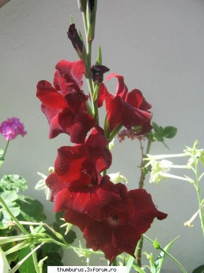 Parce que j'aime les fleurs... - RoxanaG - Galerie Foto