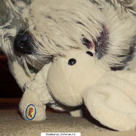 Poze facute in Photoshop - well this is my dog si una dintre primele mele - Galerie Foto