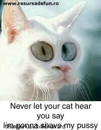 funny pict. - Ai mila de pisica ta - Poze