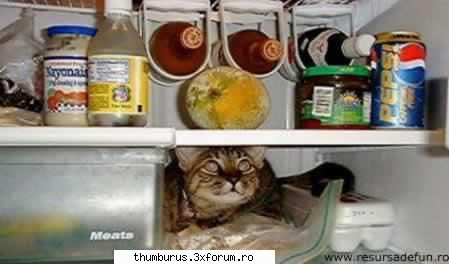 funny pict. - Ascunzatoarea perfecta - Poze