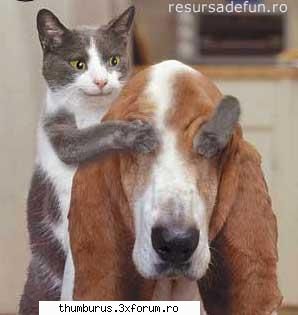 funny pict. - evo_vii - Poze