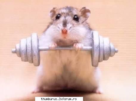 dak sji hamsterul face funny pict.